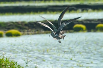 チュウシャクシギ 千葉 2021年5月1日(土)