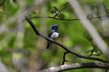 Tue, 5/4/2021 Birding report at 栃木県民の森