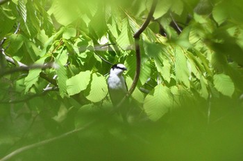 Ashy Minivet 栃木県民の森 Tue, 5/4/2021