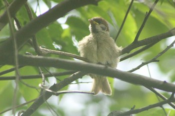 2021年5月13日(木) 愛知県東海市荒尾町天ノ根　聚楽園公園の野鳥観察記録