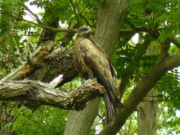 2021年5月5日(水) 小網代の森の野鳥観察記録