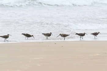 Bar-tailed Godwit 千里浜(石川県羽咋市) Mon, 5/10/2021