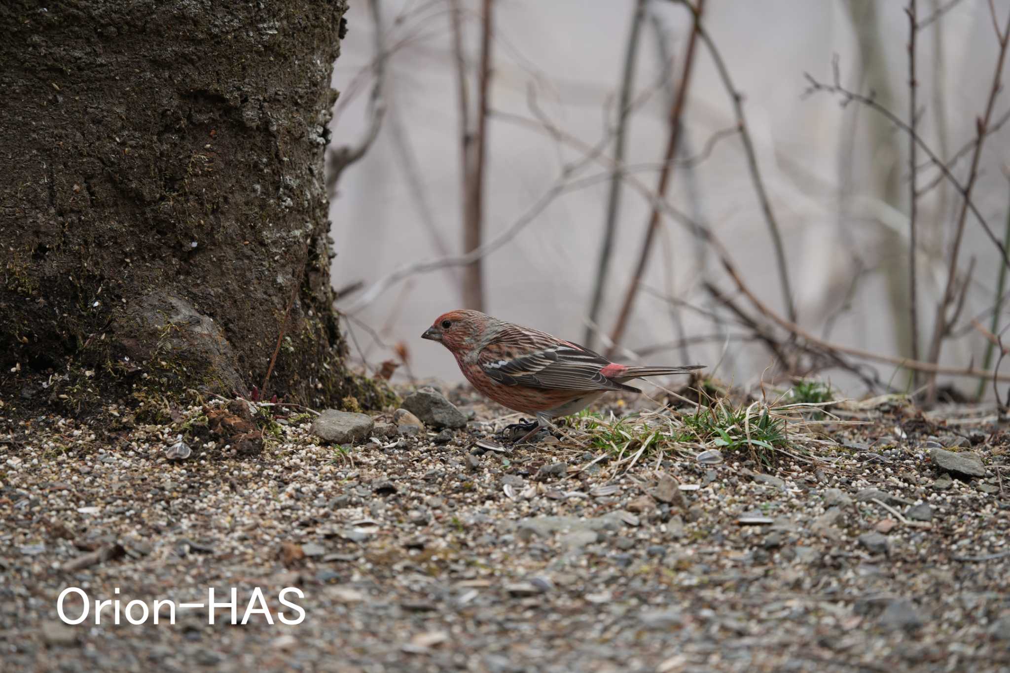 前の画像の元画角画像　SONY α1 + SONY FE200-600mm　600ｍｍ　JPEG撮影 by Orion-HAS