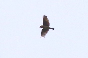 Eurasian Skylark 千葉県柏市布施 Sat, 5/8/2021