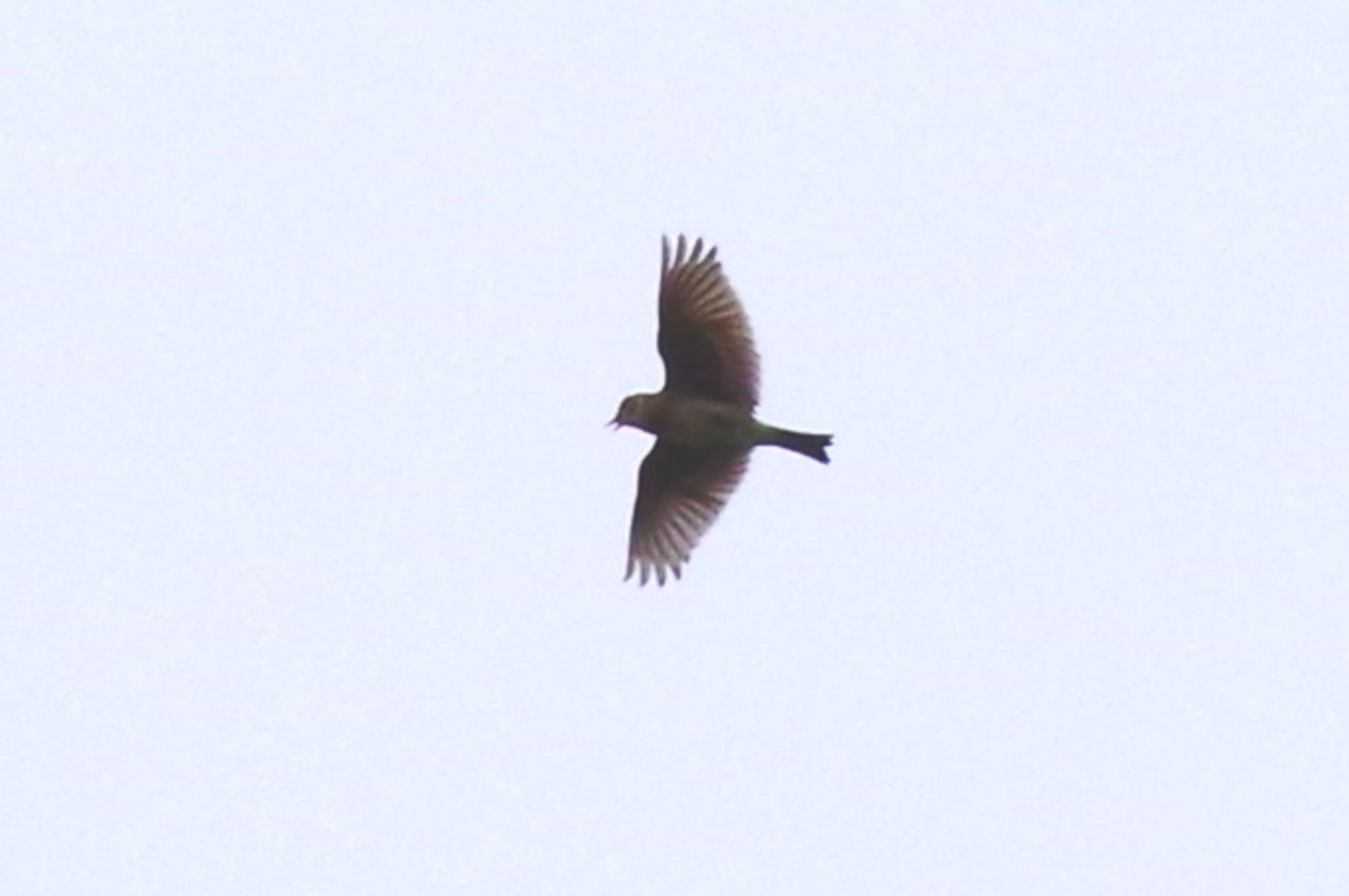 Photo of Eurasian Skylark at 千葉県柏市布施 by sui