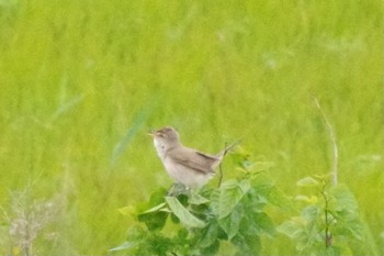 Oriental Reed Warbler 千葉県柏市布施 Sat, 5/8/2021