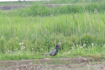 キジ 千葉県柏市布施 2021年5月8日(土)