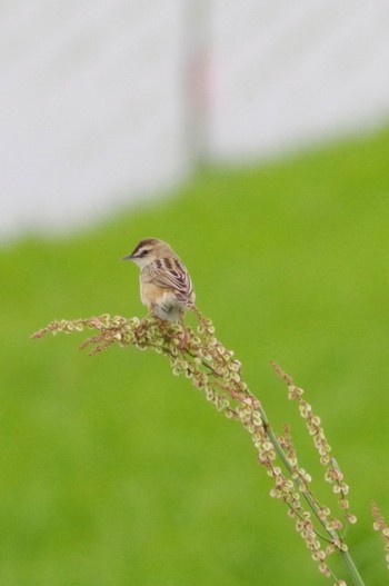 Zitting Cisticola 千葉県柏市布施 Sat, 5/8/2021