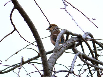 シメ 宮城県仙台市・西公園 2017年2月5日(日)