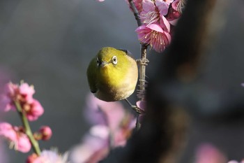 Warbling White-eye 須磨離宮公園 Sat, 2/20/2021