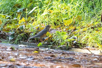 Grey-backed Thrush Tobishima Island Thu, 5/6/2021