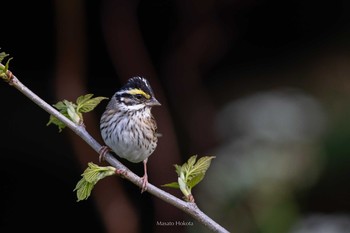 Yellow-browed Bunting Tobishima Island Thu, 5/6/2021