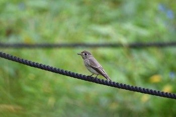 Asian Brown Flycatcher 長居公園 Sat, 9/26/2020