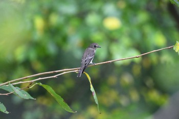 Grey-streaked Flycatcher 長居公園 Sat, 9/26/2020