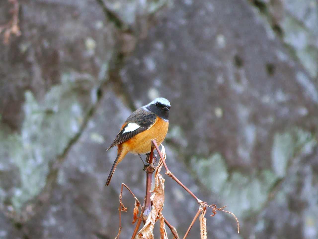 宮城県仙台市・青葉山 ジョウビタキの写真 by ごりぺん