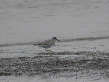 Thu, 5/13/2021 Birding report at 江奈湾干潟(神奈川県三浦市)