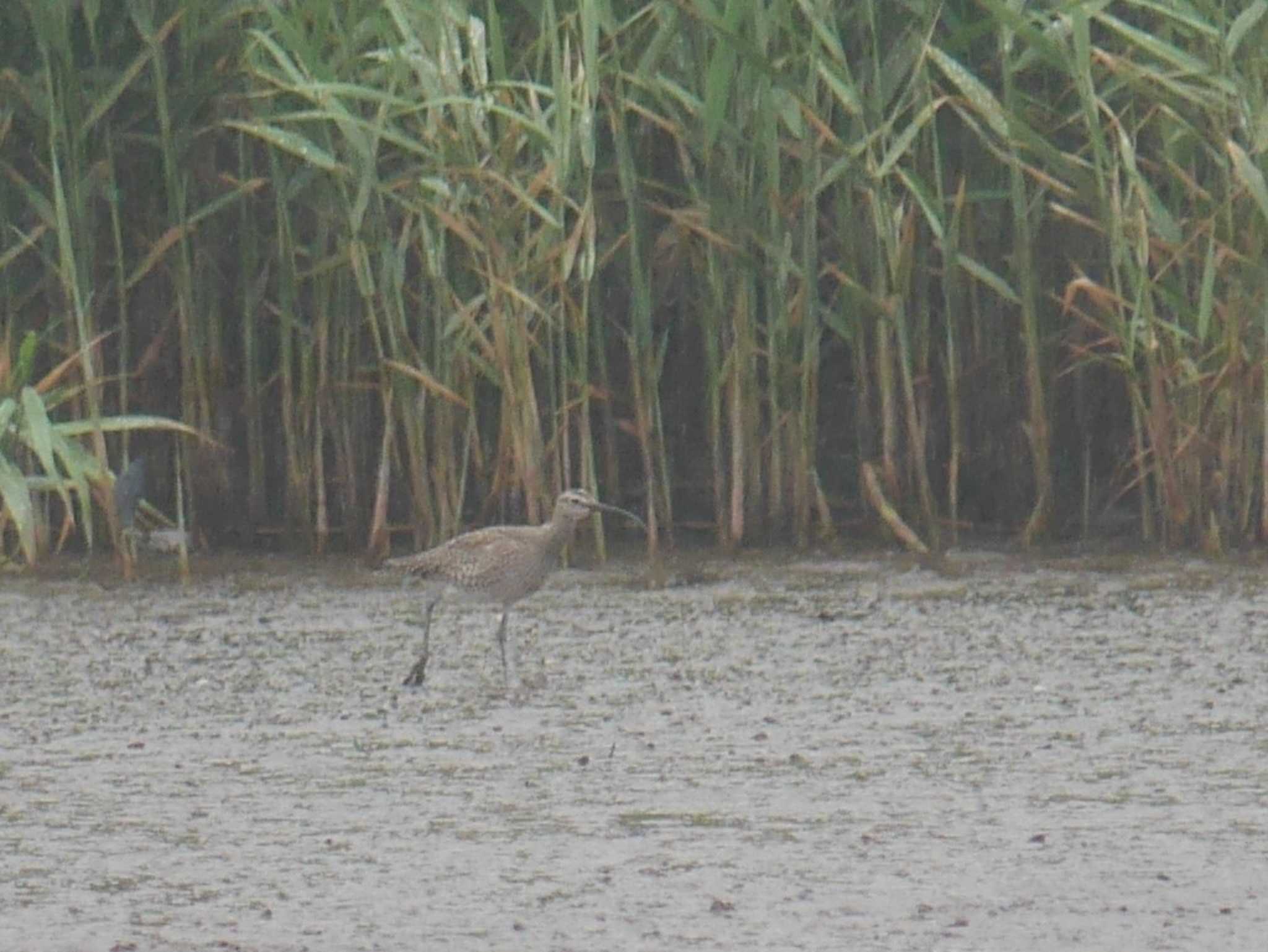 Photo of Eurasian Whimbrel at 江奈湾干潟(神奈川県三浦市) by 丁稚