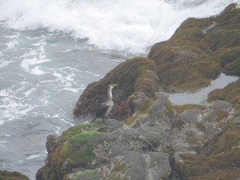 2021年5月13日(木) 城ヶ島公園の野鳥観察記録