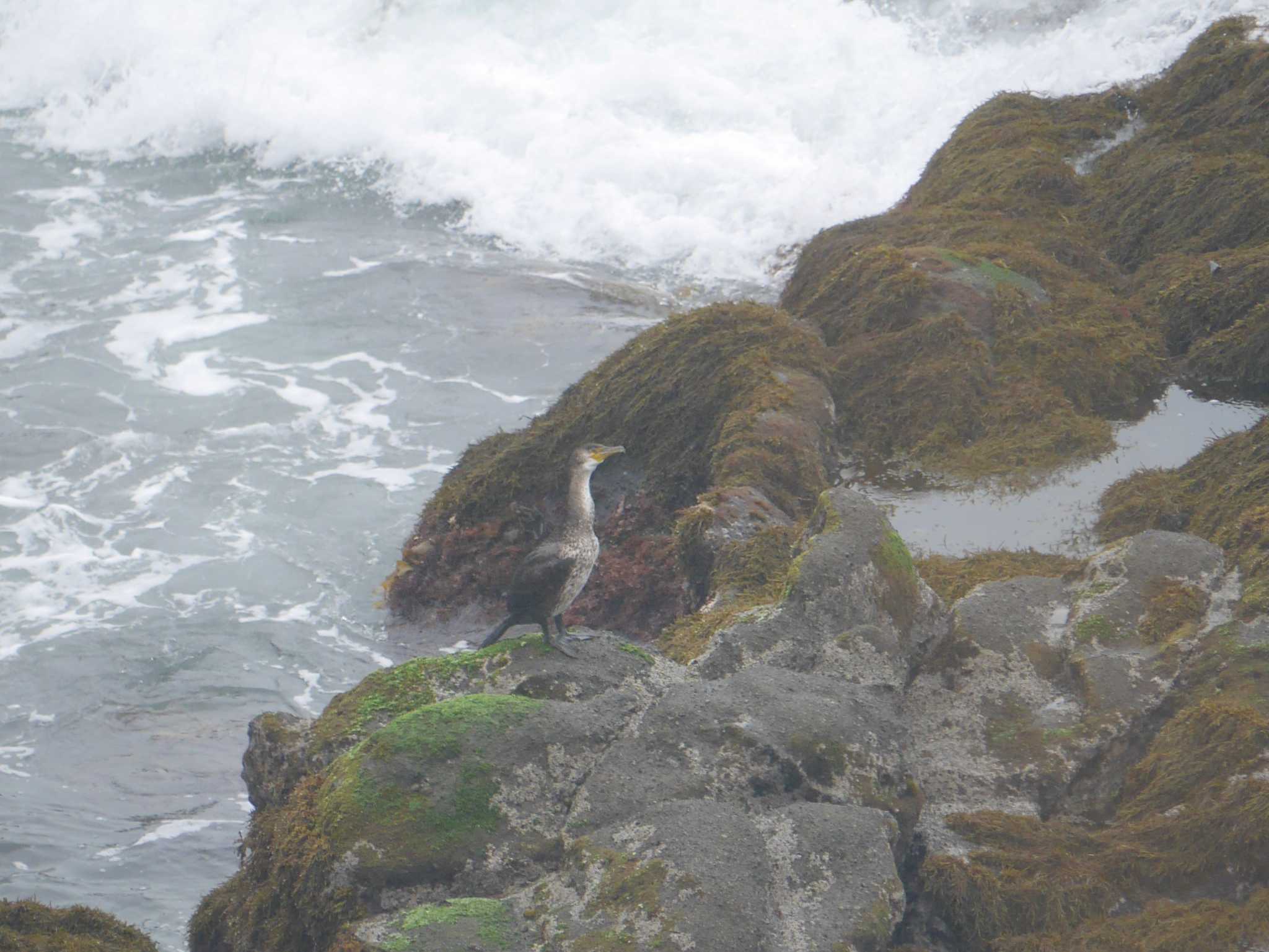 Photo of Japanese Cormorant at 城ヶ島公園 by 丁稚