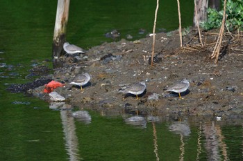 2021年5月14日(金) 長浜公園の野鳥観察記録