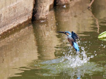 カワセミ 薬師池公園 2021年5月1日(土)