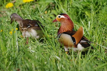 Mandarin Duck 福井緑地(札幌市西区) Fri, 5/14/2021