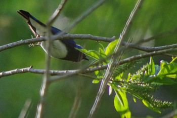 Blue-and-white Flycatcher 福井緑地(札幌市西区) Fri, 5/14/2021