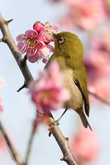 Warbling White-eye 須磨離宮公園 Sat, 2/20/2021