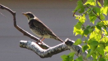 Dusky Thrush 福井ふたば公園(札幌市西区) Fri, 5/14/2021