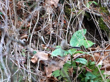 Sun, 2/5/2017 Birding report at 宮城県仙台市・青葉山