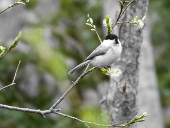 Willow Tit 奥日光 Sun, 5/9/2021