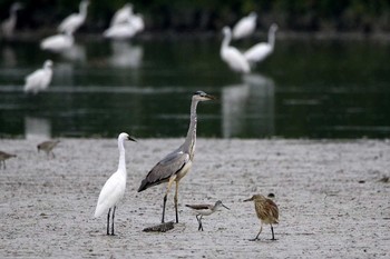 Grey Heron マイポ(香港) Sun, 2/19/2017