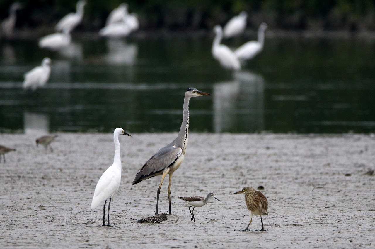 Grey Heron