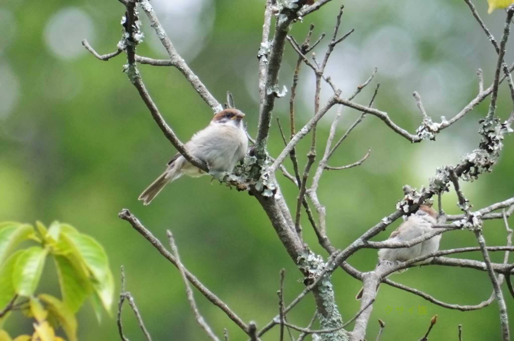 スズメ 幼鳥