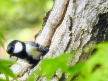 シジュウカラ 山梨県北杜市 2021年5月10日(月)