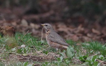 Naumann's Thrush 神奈川県横浜市 Mon, 3/6/2017