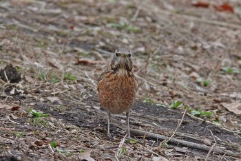 Naumann's Thrush 神奈川県横浜市 Mon, 3/6/2017