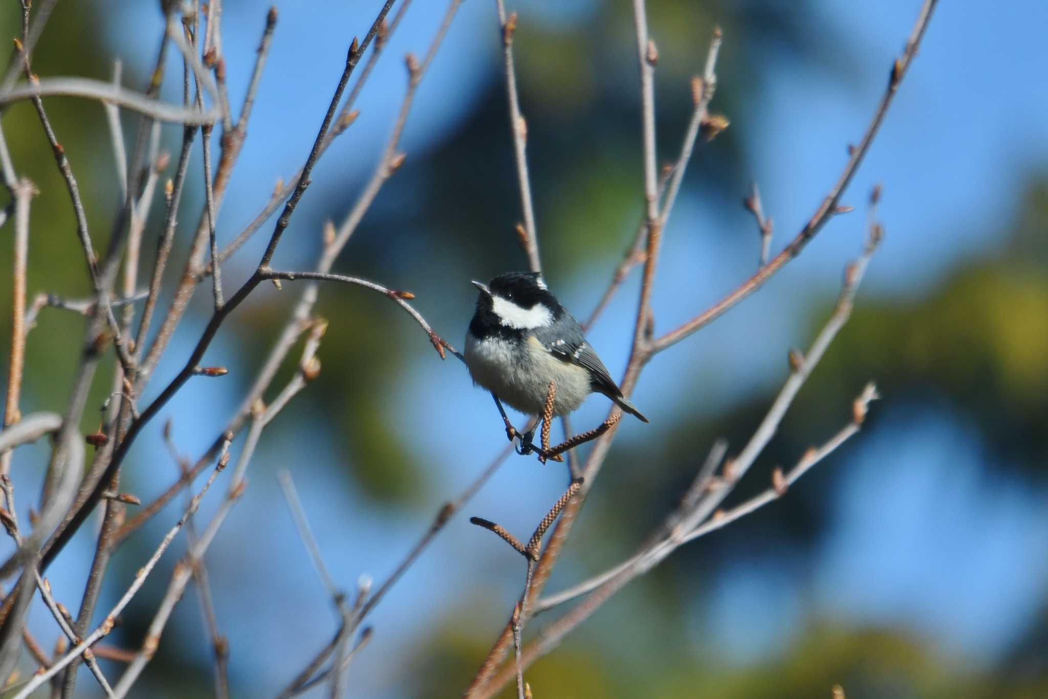 Coal Tit