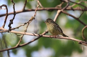 Fri, 5/14/2021 Birding report at 北海道 函館市 東山