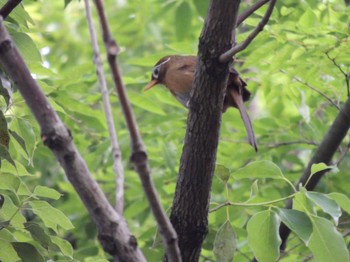 ガビチョウ 生田緑地 2021年5月14日(金)