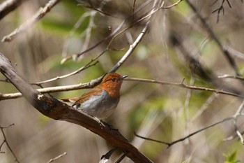 Mon, 5/10/2021 Birding report at Yanagisawa Pass