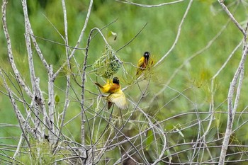 Golden-backed Weaver