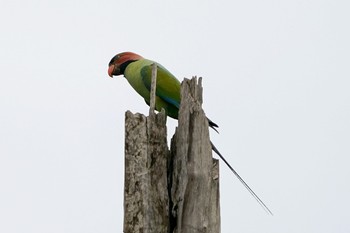 Long-tailed Parakeet Hampsted Wetlands Park Fri, 5/14/2021