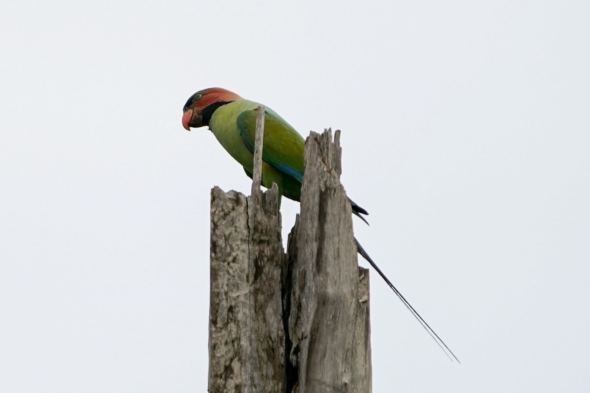 Long-tailed Parakeet