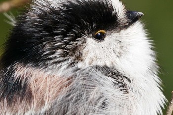 Long-tailed Tit Asaba Biotope Fri, 3/3/2017