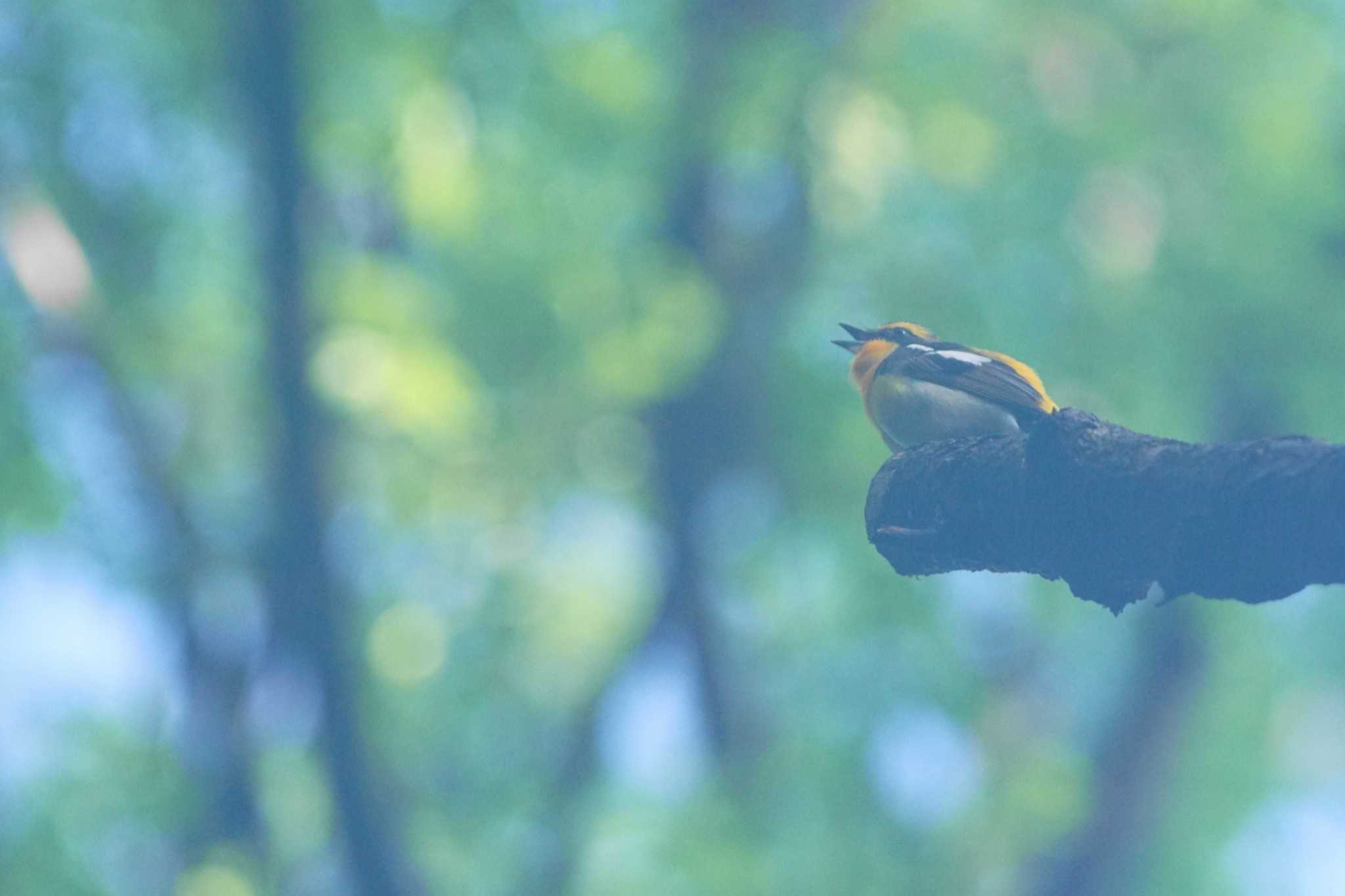 砧公園 キビタキの写真 by bea