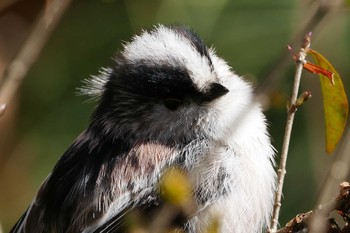 Long-tailed Tit Asaba Biotope Fri, 3/3/2017