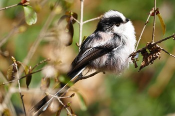 Long-tailed Tit Asaba Biotope Fri, 3/3/2017