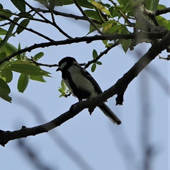 Japanese Tit 守山みさき自然公園 Fri, 5/14/2021