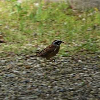 Meadow Bunting 守山みさき自然公園 Fri, 5/14/2021